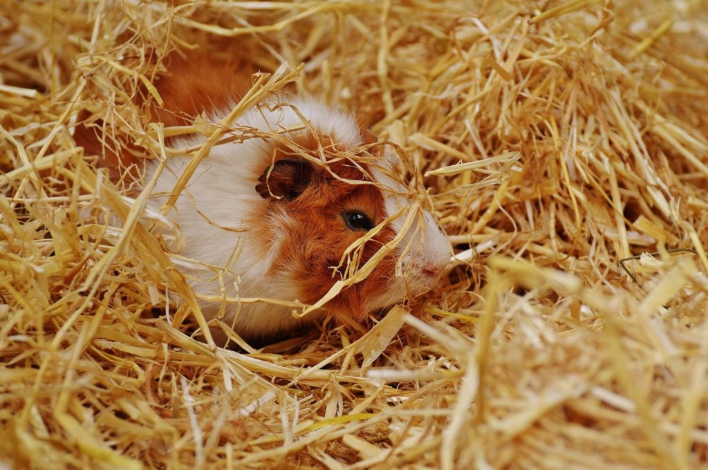 Stroh als geeignete Einstreu im Meerschweinchenkäfig