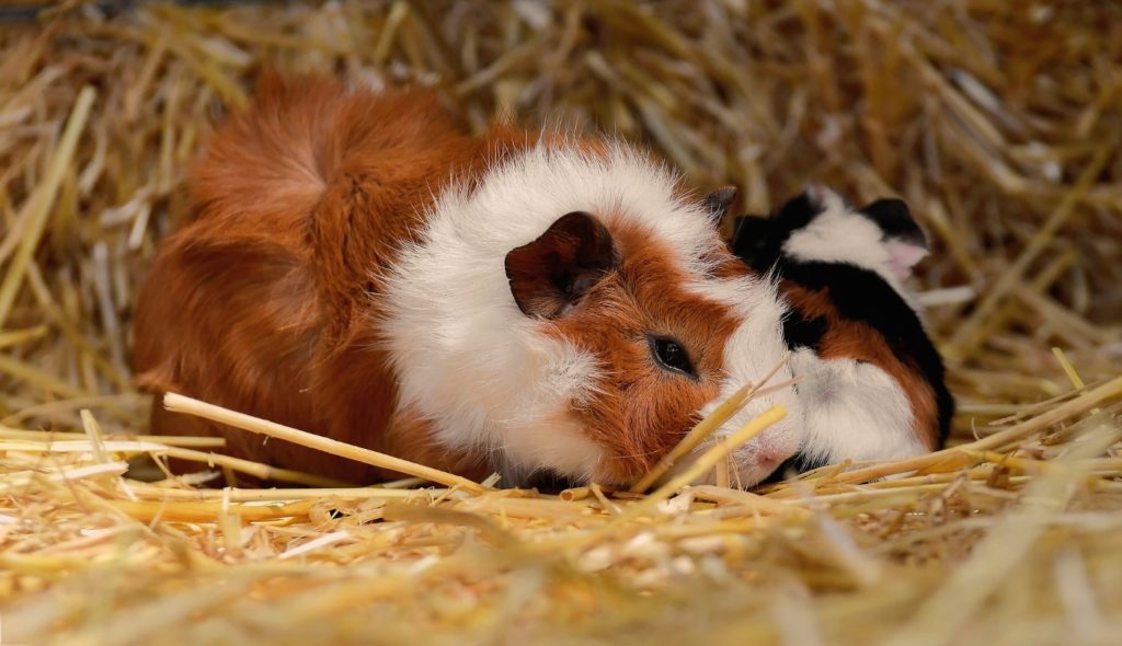 Gesundheitscheck beim Meerschweinchen