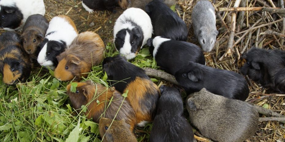 Wie alt werden Meerschweinchen? Typisches Alter 48 Jahre