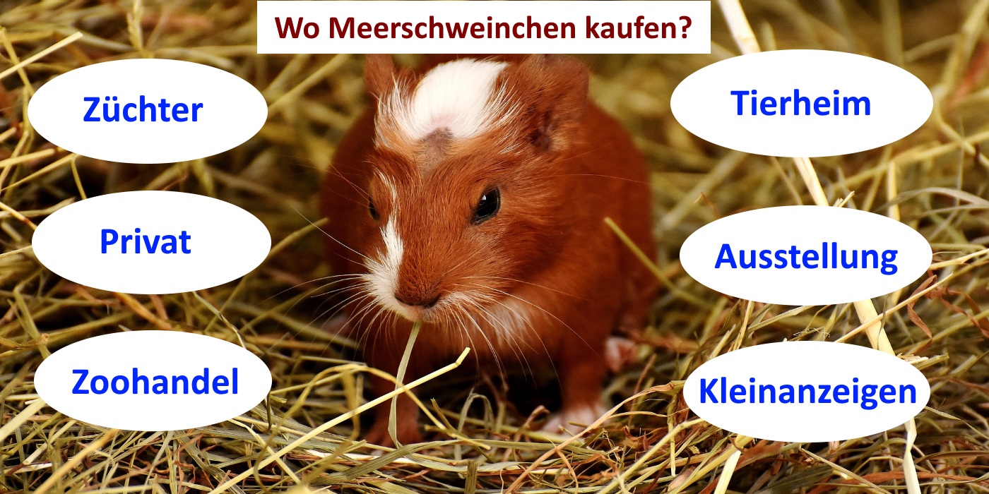 Was kosten Meerschweinchen? Einmalige & monatliche Kosten