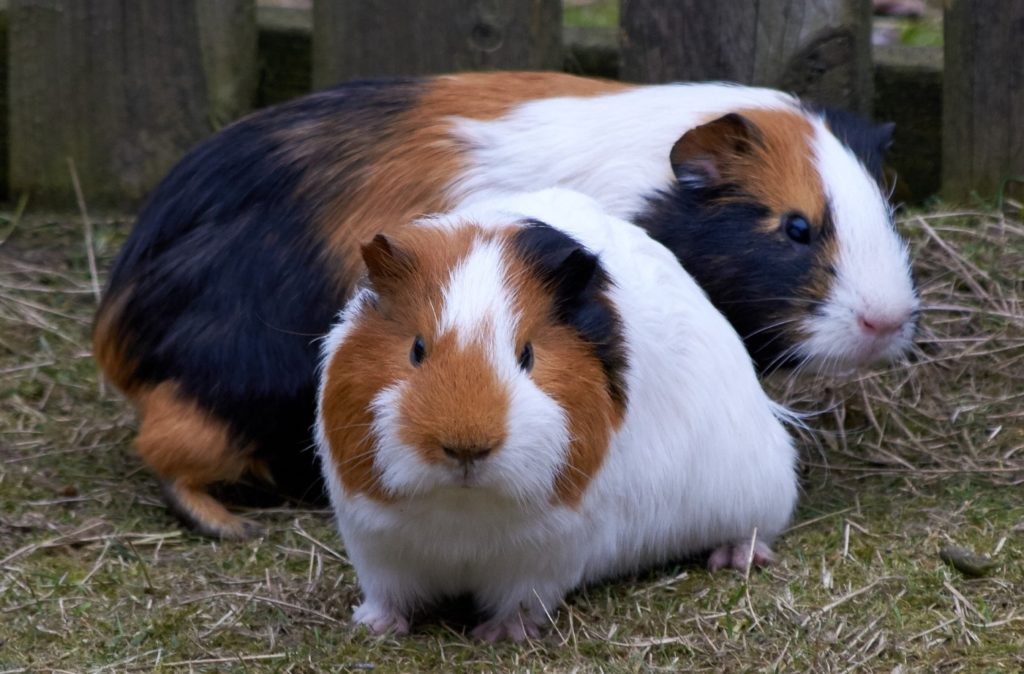 Wie alt werden Meerschweinchen hängt von der Rasse ab