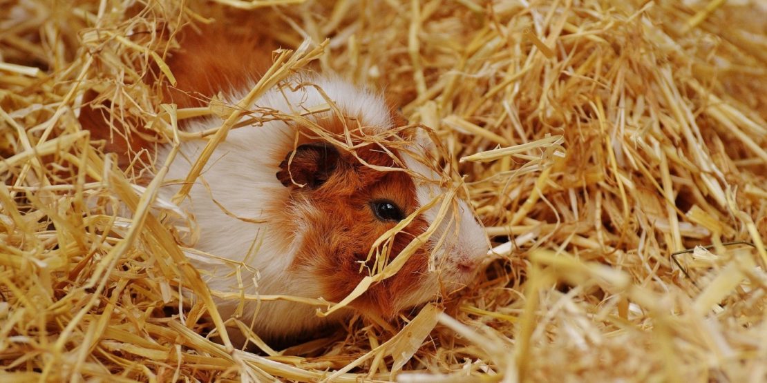 Sind Meerschweinchen tagaktiv