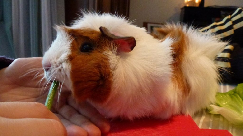 Meerschweinchen und der Vermieter