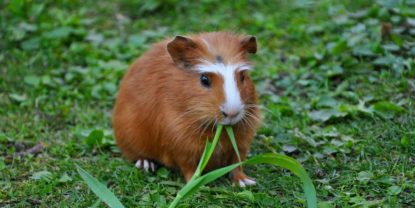 Können Meerschweinchen im Winter draußen bleiben