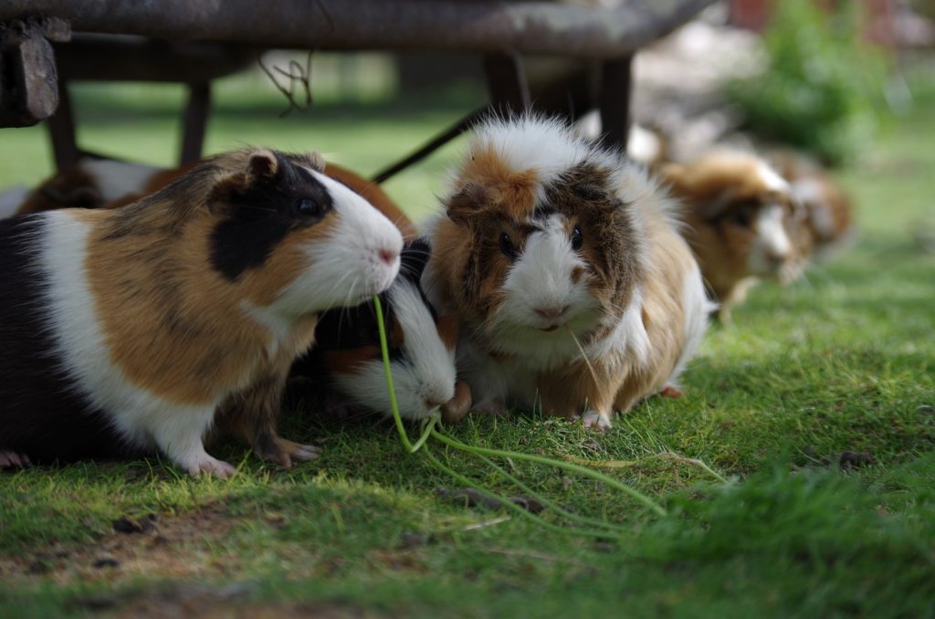 Meerschweinchen sind meist nur tagsüber aktiv