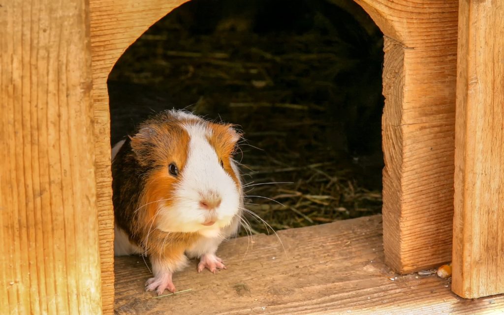 Meerschweinchenkäfig reinigen