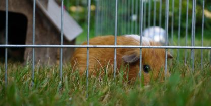 Unterbringung und Pflege von Meerschweinchen