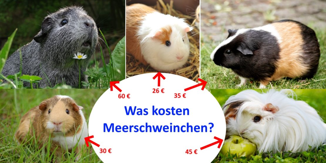 Was kosten Meerschweinchen