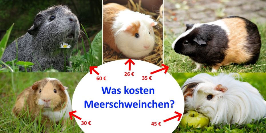 Wo kann man Meerschweinchen kaufen? - 6 Bezugsquellen