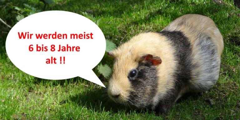 Größe Meerschweinchen - Angaben zu Größe und Gewicht