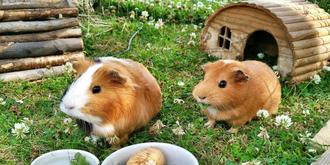 Wie groß muss der Meerschweinchenkäfig sein?