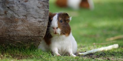 Wie viel Zeit braucht man für ein Meerschweinchen