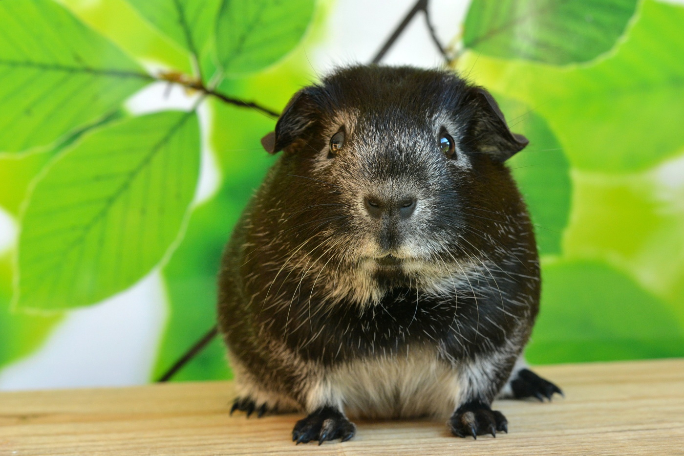 Äste und Zweige für Meerschweinchen: Liste geeigneter Bäume & Bambus