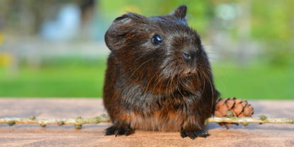 Äste und Zweige für Meerschweinchen