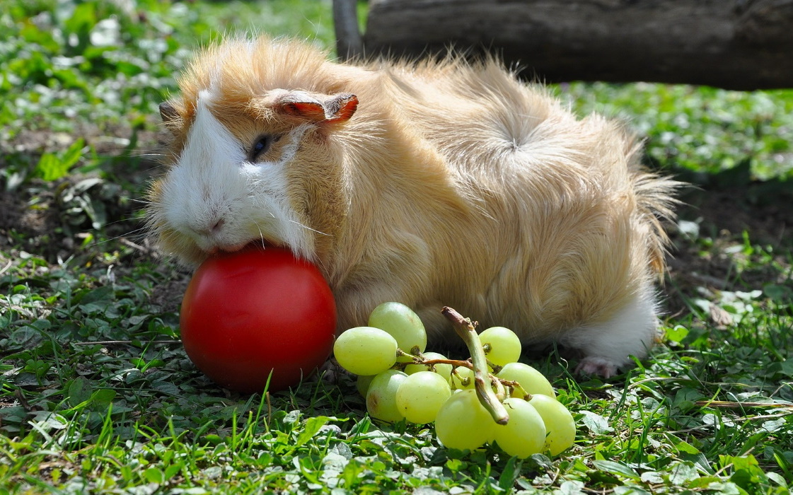 Obst für Meerschweinchen Große ObstFutterliste & Tipps