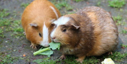 Fragen rund ums Futter bei Meerschweinchen