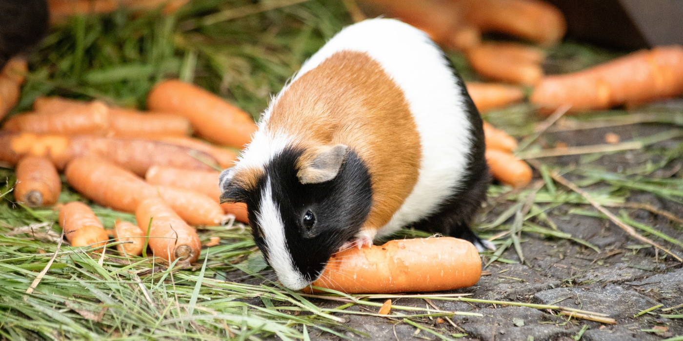 Obst für Meerschweinchen Große ObstFutterliste und Tipps für den Alltag