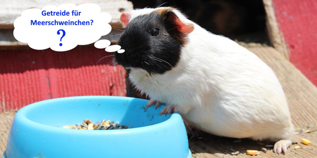 Dürfen Meerschweinchen Getreide fressen?