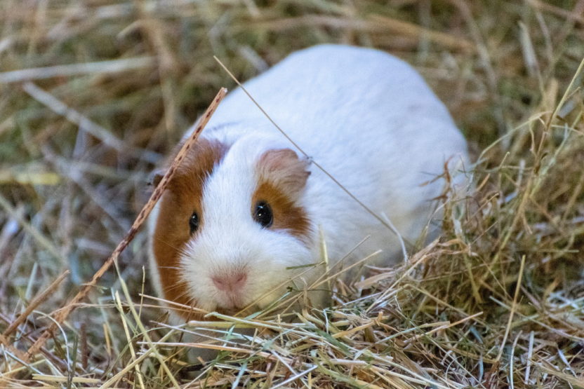 Heu für Meerschweinchen: Nicht jedes Heu eignet sich, dies beachten!
