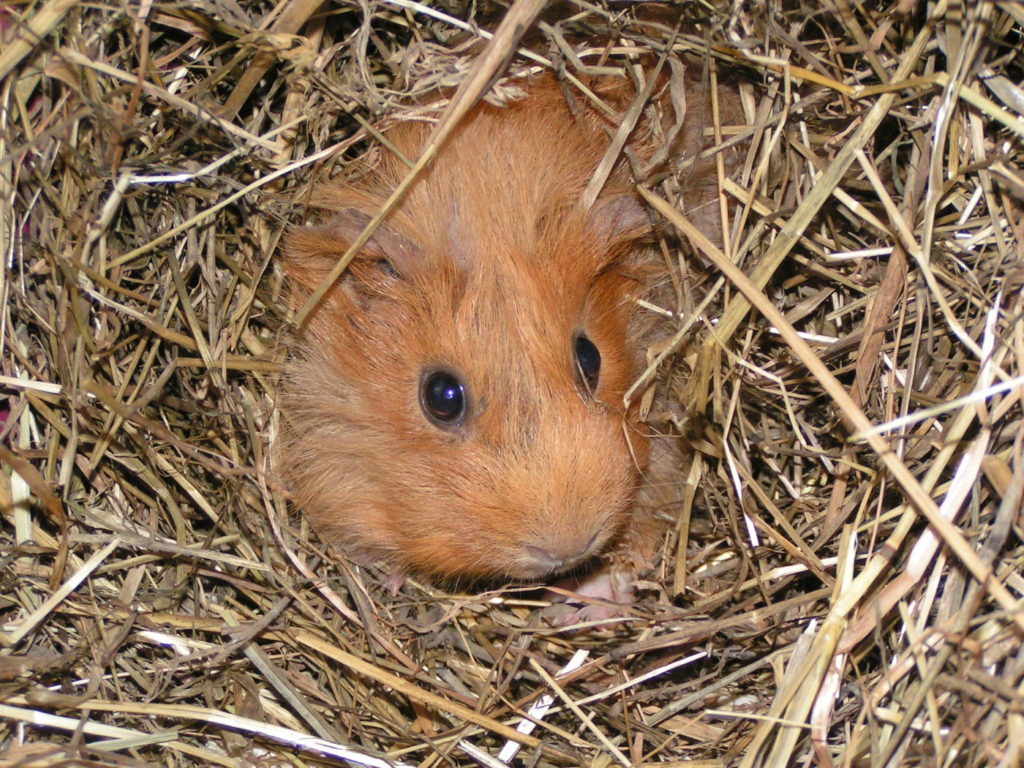 Meerschweinchen versteckt sich im Heu