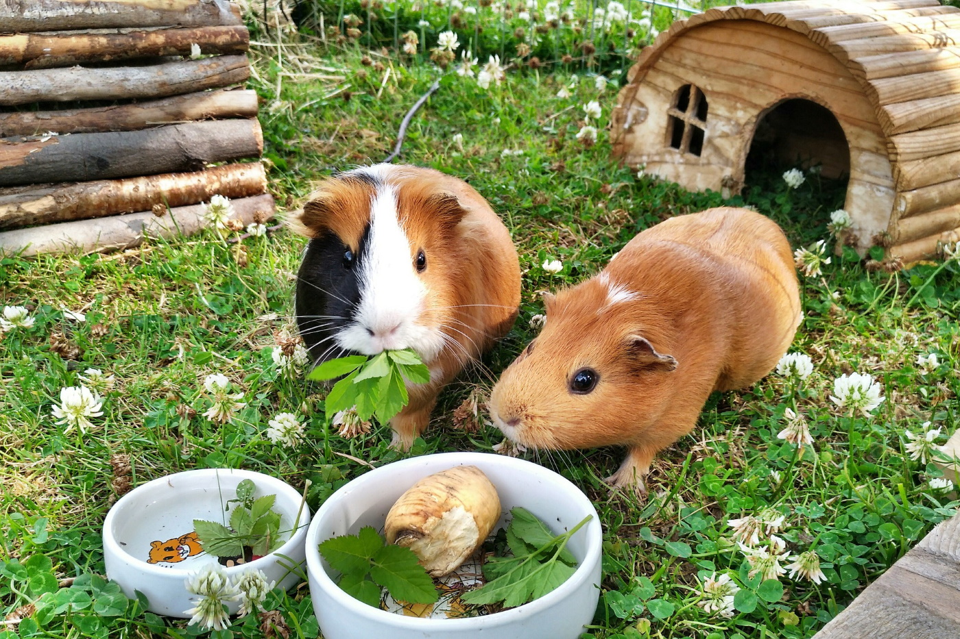 Gras und Wiese Basispfeiler der MeerschweinchenErnährung