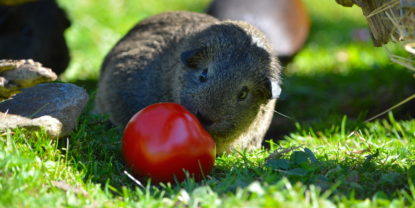 Das dürfen Meerschweinchen nicht fressen