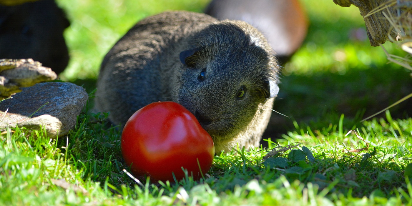 Meerschweinchen Futterplan so gelingt eine gute Ernährung