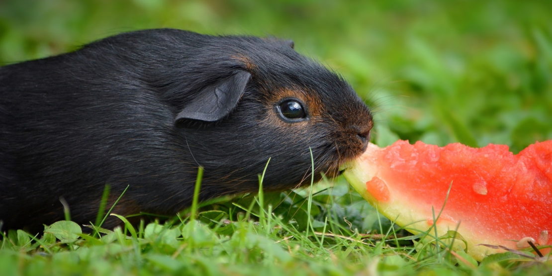 Obst für Meerschweinchen