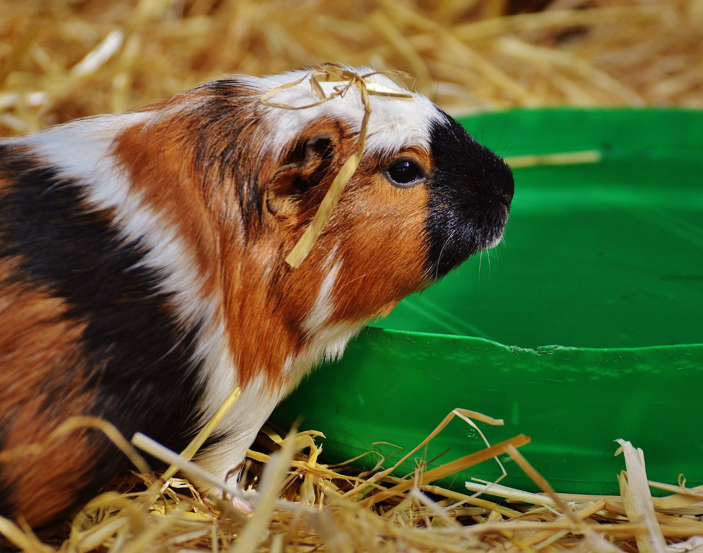 Wie viel Futter braucht das Meerschweinchen? - Ein Überblick!