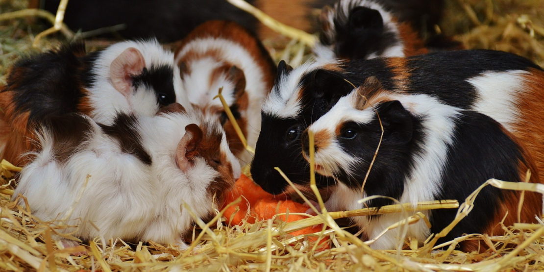 Was fressen Meerschweinchen