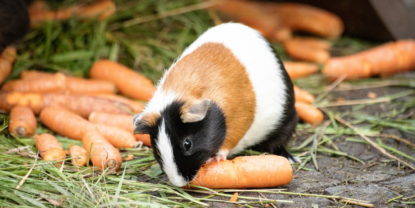 Wie viel Futter brauchen Meerschweinchen