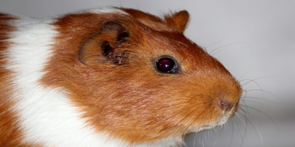 Augenerkrankungen Meerschweinchen Harmlose Fremdpartikel?