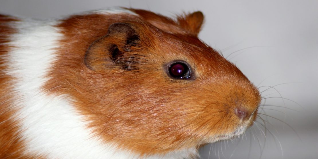 Augenerkrankungen beim Meerschweinchen