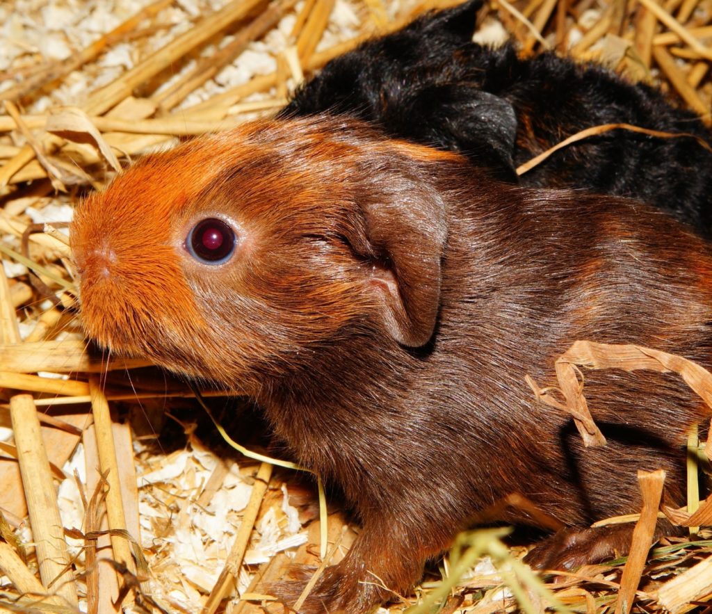 Babymeerschweinchen