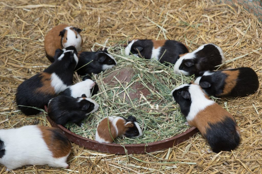 Babymeerschweinchen fressen Heu im Gehege