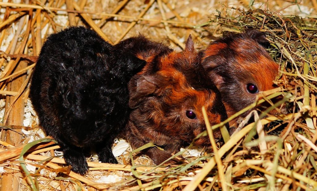 Babymeerschweinchen nach der Geburt