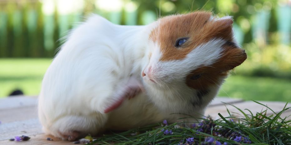 Tumore beim Meerschweinchen: Erkennen, Behandeln und Heilen - Tipps