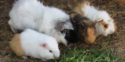 Geburt der Meerschweinchen