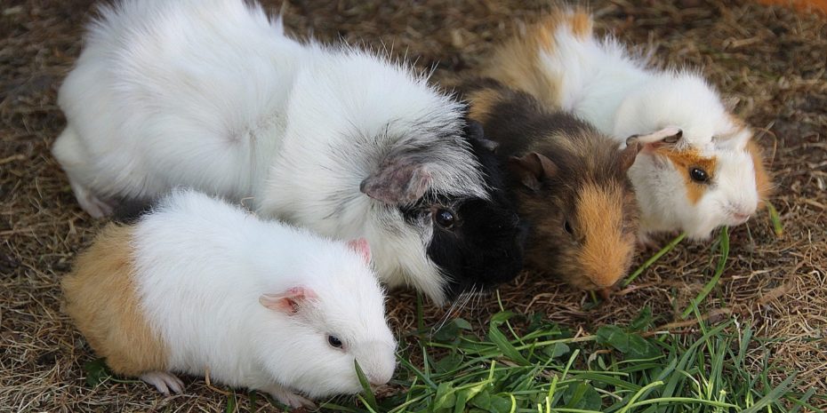 Meerschweinchen Paarung und Deckakt: Typischer Ablauf und Tipps