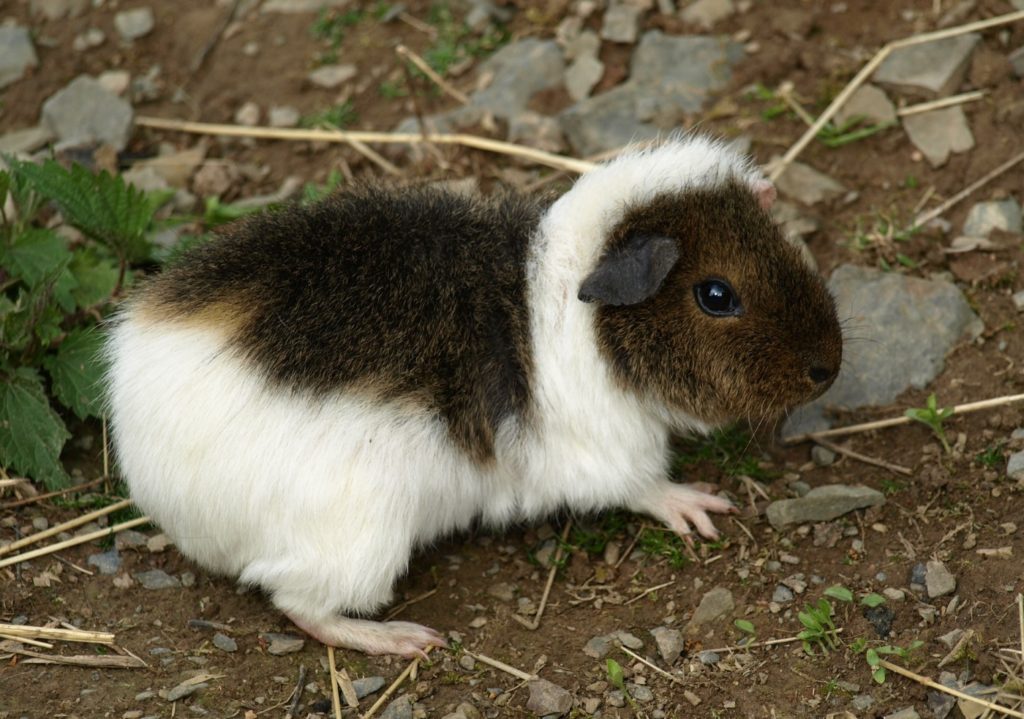 Meerschweinchen geschlechtsreif