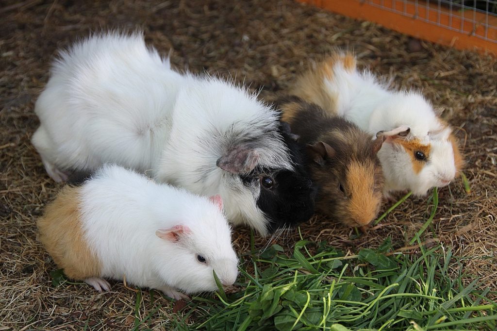 Wie lange Babymeerschweinchen bei der Mutter lassen