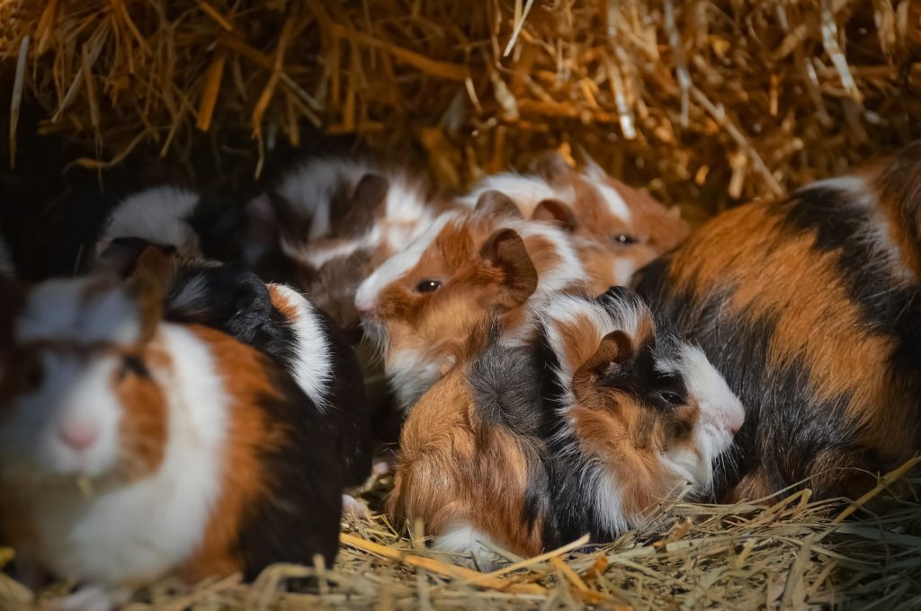 Babymeerschweinchen