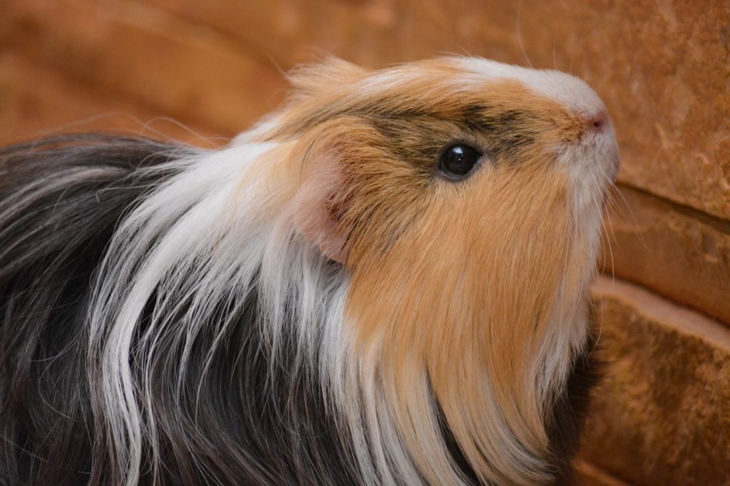 Intaktes Meerschweinchen Fell