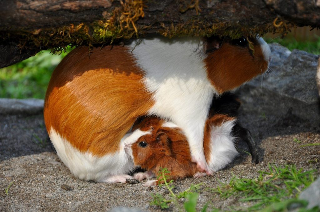 Meerschweinchen säugt die Babys