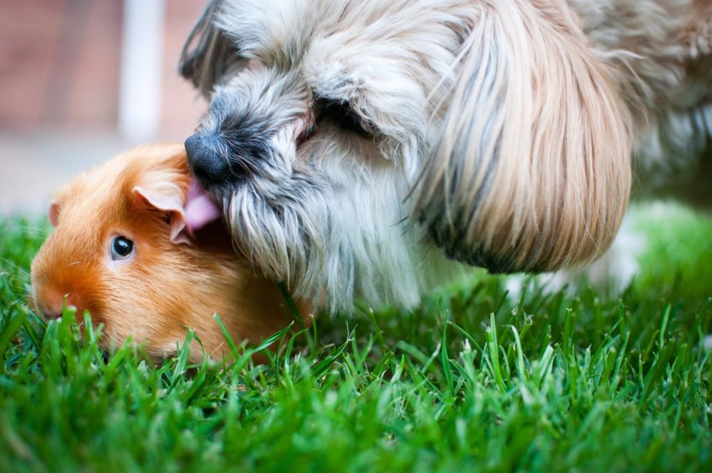 Stress beim Meerschweinchen