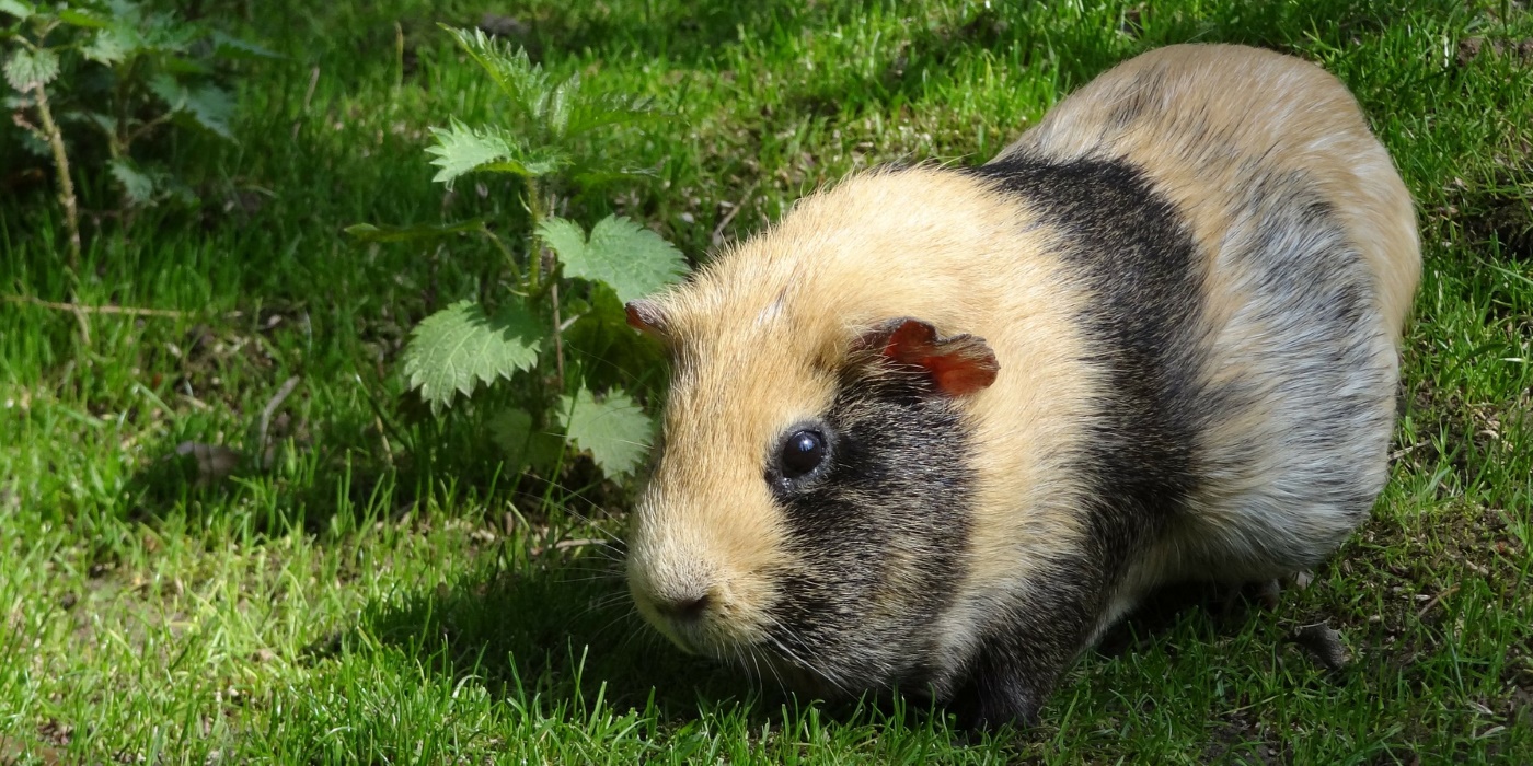 Wie lange ist das Meerschweinchen trächtig? Wie kann es es erkennen?
