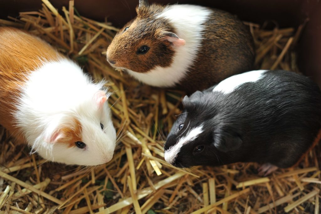 Meerschweinchen zuchtreif