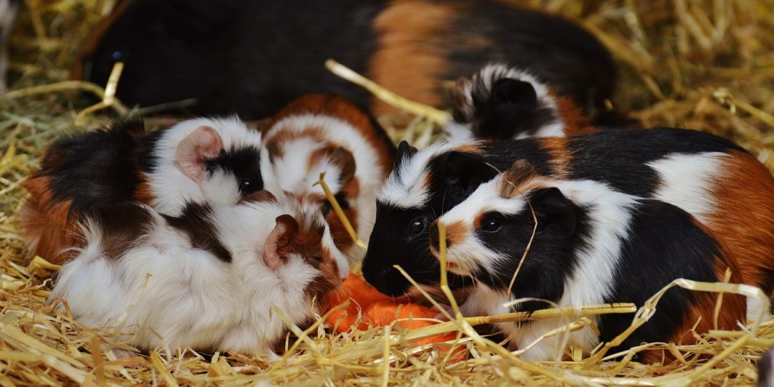 Meerschweinchenbabys in den ersten Tagen