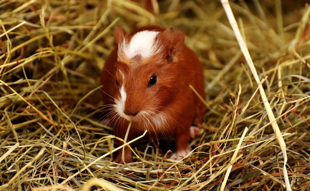 Saubere Einstreu beim Meerschweinchen vermeidet Hautpilz