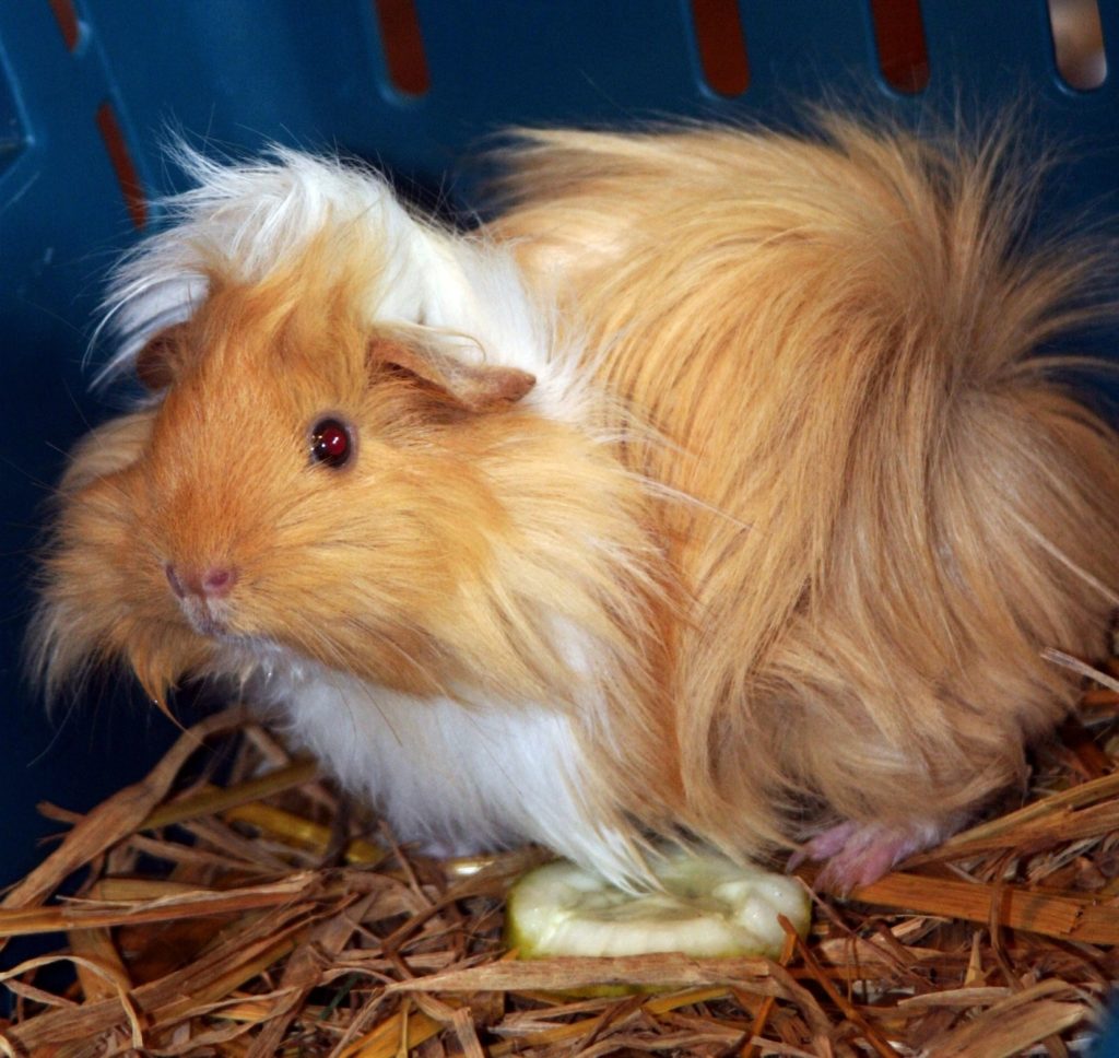 Meerschweinchen bevorzugt weiches Futter
